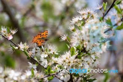 Comma Butterfly (polygonia C-album) Feeding On Tree Blossom Stock Photo