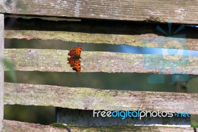 Comma Butterfly (polygonia C-album) Resting On A Fence Stock Photo