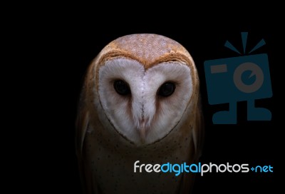 Common Barn Owl In The Dark Stock Photo