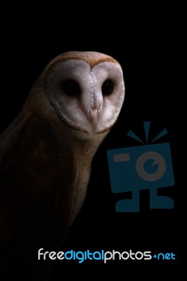 Common Barn Owl In The Dark Stock Photo