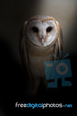 Common Barn Owl ( Tyto Albahead ) Stock Photo