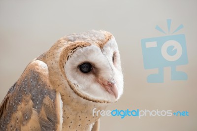 Common Barn Owl ( Tyto Albahead ) Close Up Stock Photo