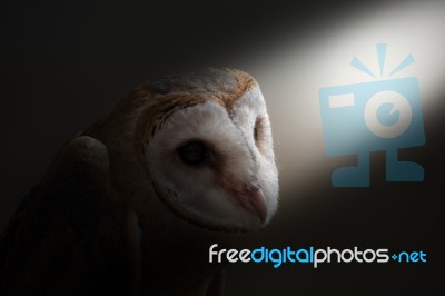 Common Barn Owl ( Tyto Albahead ) Close Up Stock Photo