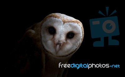 Common Barn Owl ( Tyto Albahead ) Close Up Stock Photo