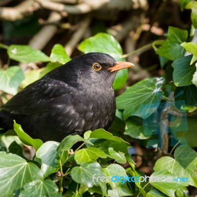 Common Blackbird - Turdus Merula Stock Photo