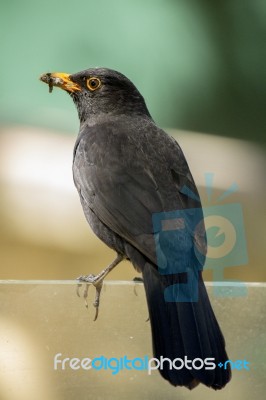 Common Blackbird (turdus Merula) Stock Photo