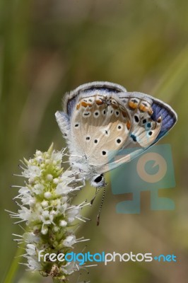 Common Blue Butterfly Stock Photo