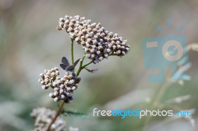 Common Blue Butterfly (zizina Otis Labradus) Stock Photo