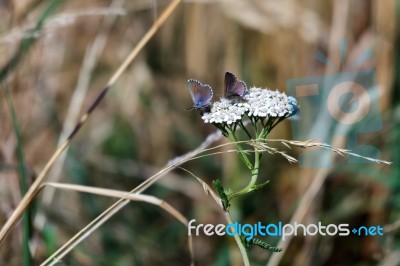 Common Blue Butterfly (zizina Otis Labradus) Stock Photo