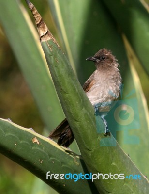 Common Bulbul Stock Photo