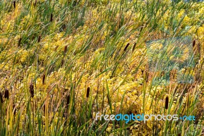 Common Bulrush (typha Latifolia) Stock Photo