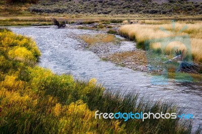 Common Bulrush (typha Latifolia) Along The Yellowstone River Stock Photo