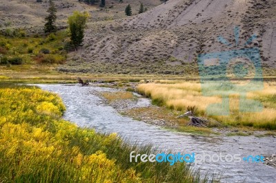 Common Bulrush (typha Latifolia) Along The Yellowstone River Stock Photo