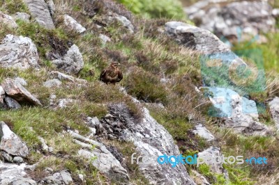 Common Buzzard (buteo Buteo) Stock Photo