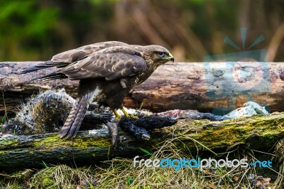 Common Buzzard (buteo Buteo) In A Forest Stock Photo