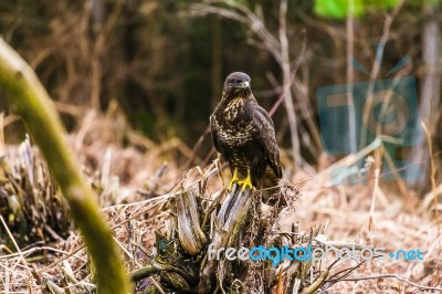 Common Buzzard (buteo Buteo) In A Forest Stock Photo