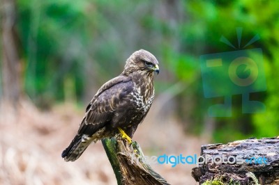 Common Buzzard (buteo Buteo) In A Forest Stock Photo