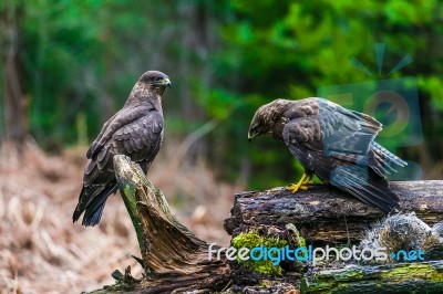 Common Buzzard (buteo Buteo) In A Forest Stock Photo