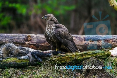 Common Buzzard (buteo Buteo) In A Forest Stock Photo