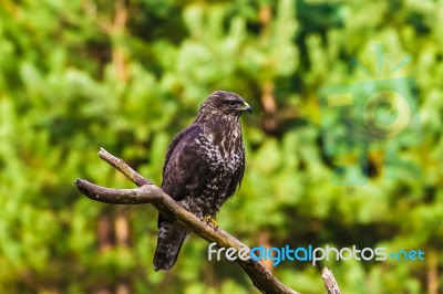 Common Buzzard (buteo Buteo) In A Forest Stock Photo