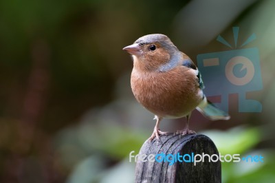 Common Chaffinch Close-up Stock Photo