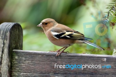 Common Chaffinch Close-up Stock Photo