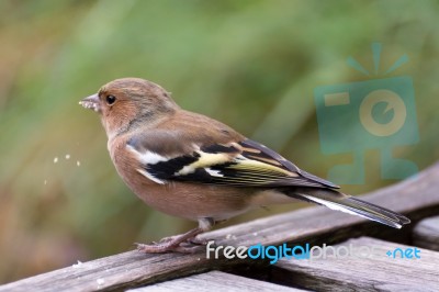 Common Chaffinch Close-up Stock Photo