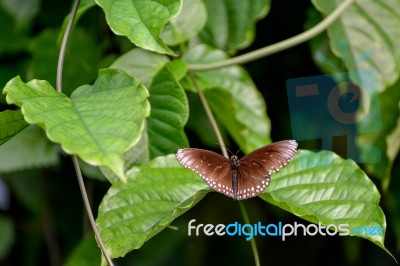 Common Crow Butterfly (euploea Core) Stock Photo