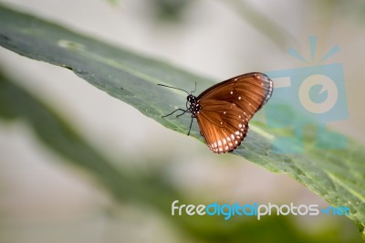 Common Crow Butterfly (euploea Core) Stock Photo