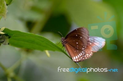 Common Crow Butterfly (euploea Core) Stock Photo