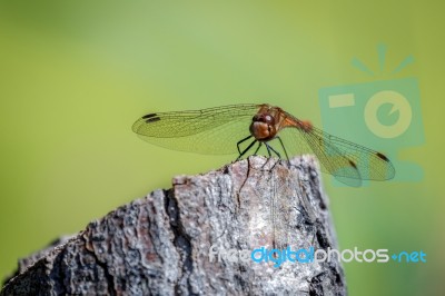 Common Darter (sympetrum Striolatum) Stock Photo