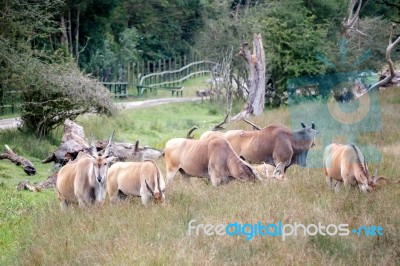 Common Eland (taurotragus Oryx) Stock Photo