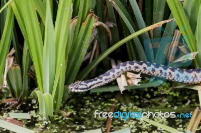 Common European Adder (vipera Berus) Stock Photo