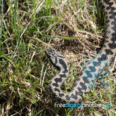 Common European Adder (vipera Berus) Stock Photo