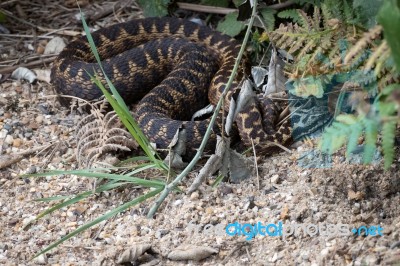 Common European Adder (vipera Berus) Stock Photo