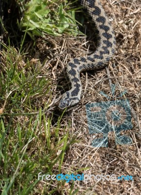 Common European Adder (vipera Berus) Stock Photo