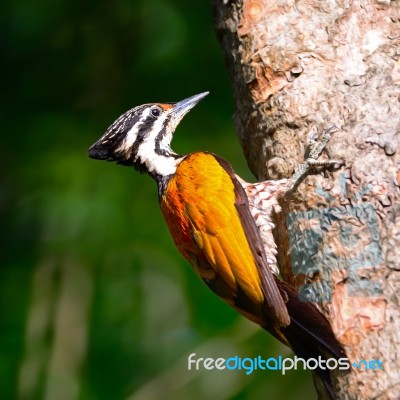 Common Flameback Stock Photo