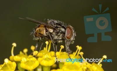 Common Fly Insect Stock Photo