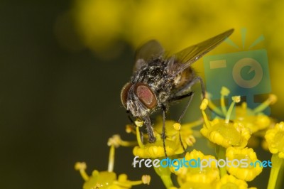 Common Fly Insect Stock Photo