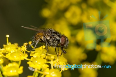 Common Fly Insect Stock Photo