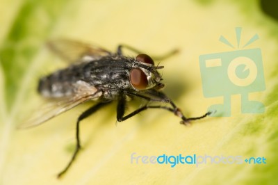 Common Fly Insect Stock Photo