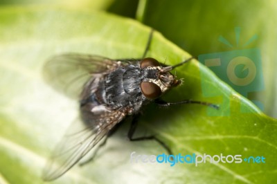 Common Fly Insect Stock Photo