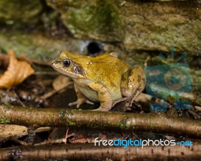 Common Frog Or Rana Temporaria Stock Photo