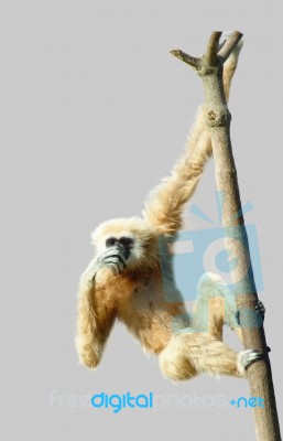 Common Gibbon Or White-handed Gibbon Stock Photo