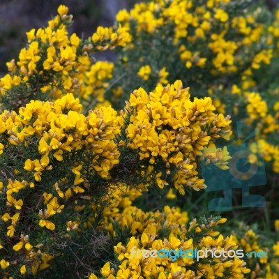 Common Gorse (ulex Europaeus) Stock Photo