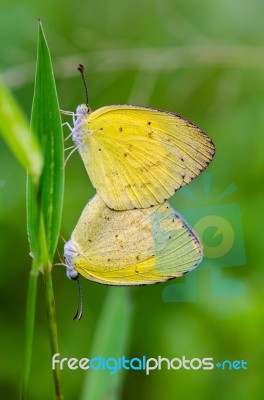 Common Grass Yellow Butterfly Mating Stock Photo