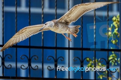 Common Gull In Flight Stock Photo