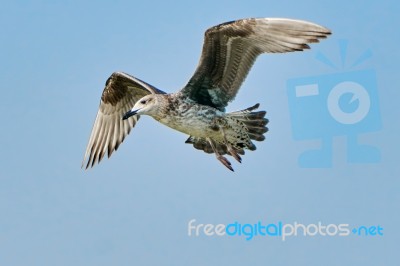 Common Gull In Flight Stock Photo