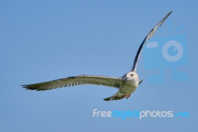 Common Gull In Flight Stock Photo