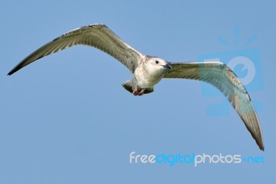 Common Gull In Flight Stock Photo